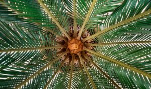 Palmetto Really Treat an Enlarged