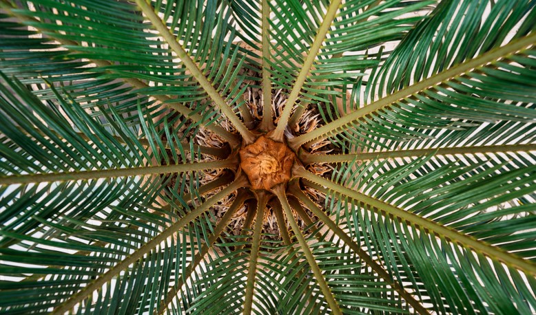 Palmetto Really Treat an Enlarged